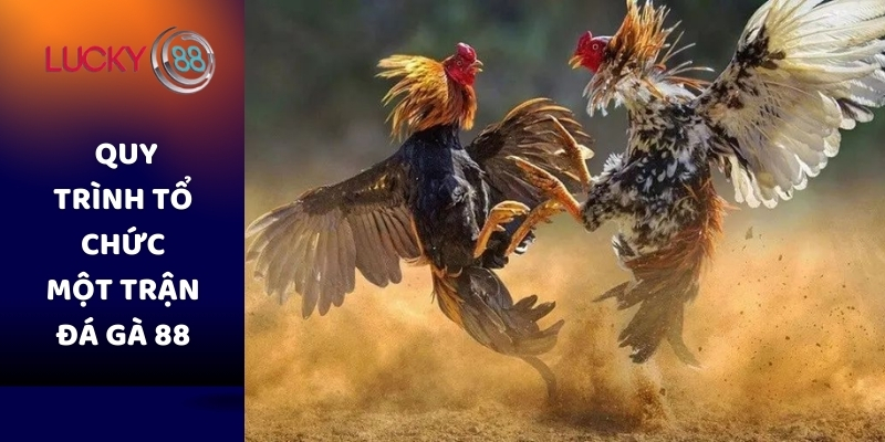 Quy trình tổ chức một trận đá gà 88
