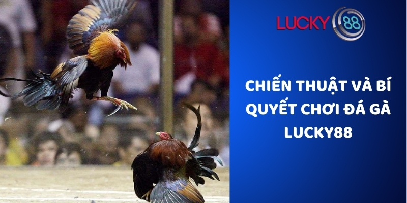 Chiến thuật và bí quyết chơi đá gà tại Lucky88
